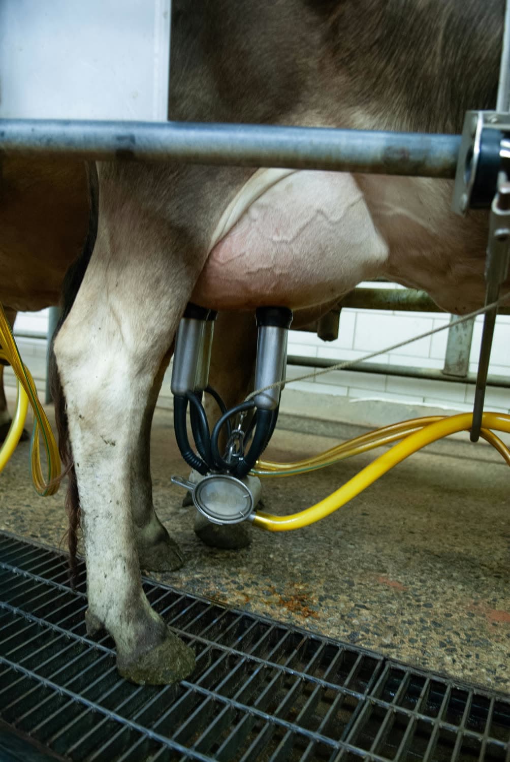 Automated milking system collecting real-time herd data — Bedrock Dairy