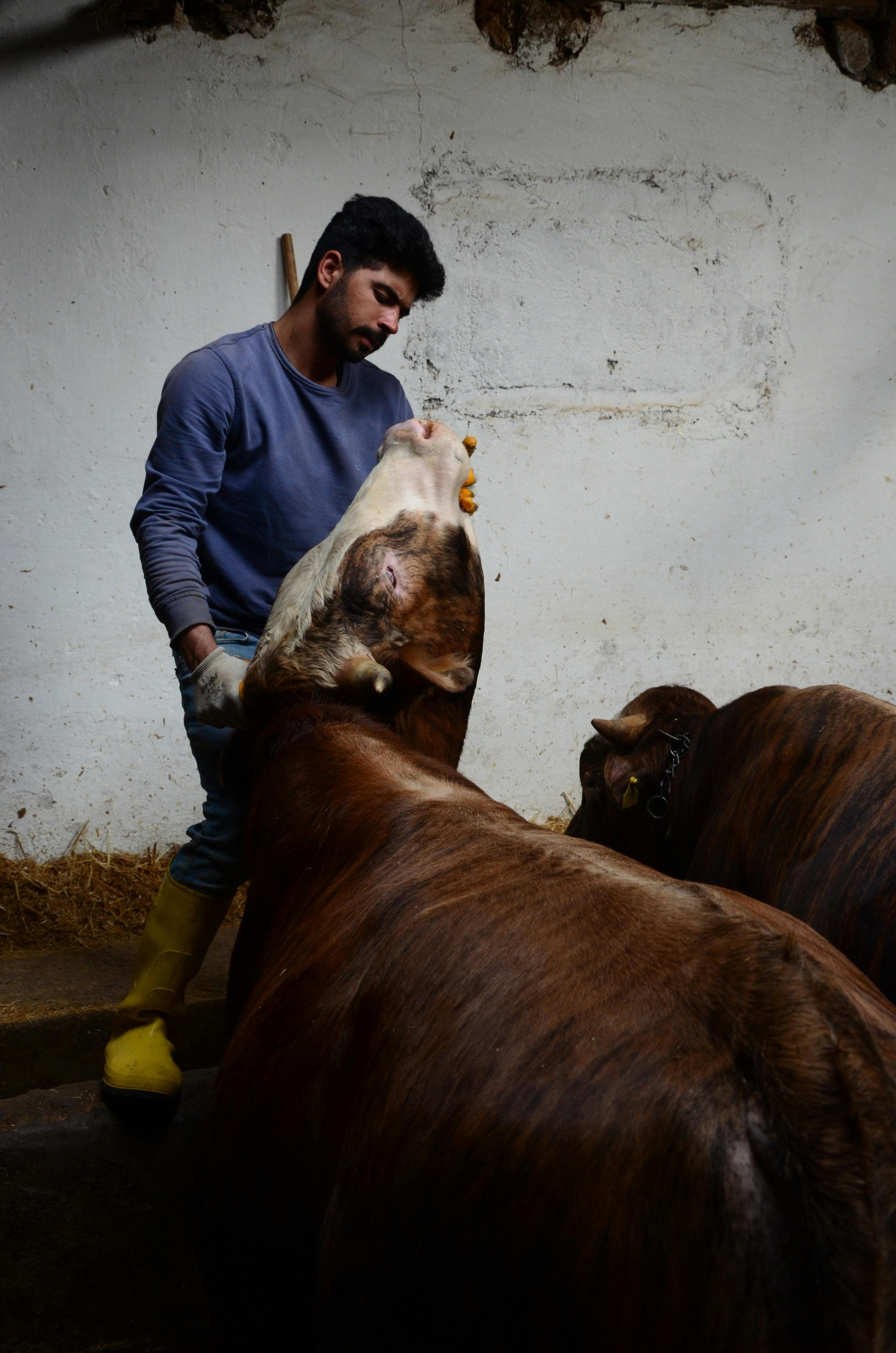 A herd manager reviewing a ranked cow check list on a tablet in the barn, Bedrock Dairy